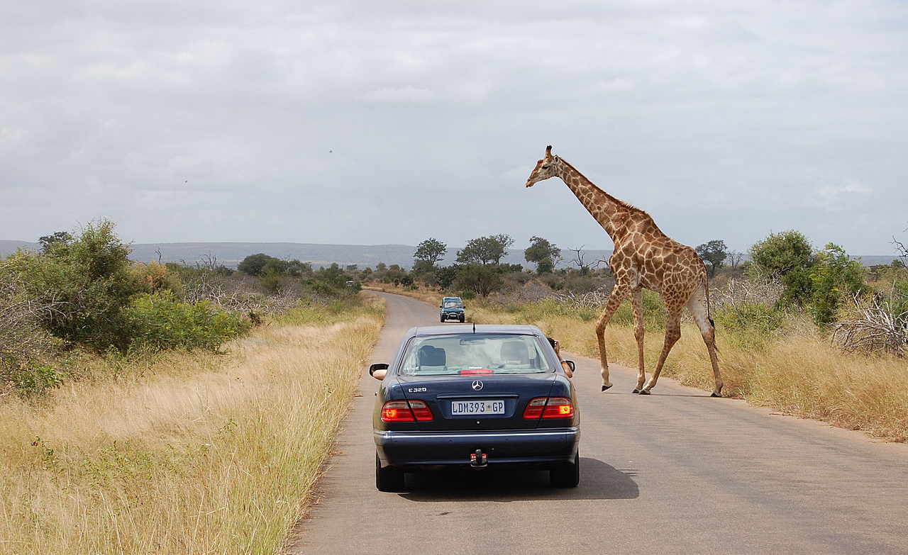 Giraffe auf der Straße